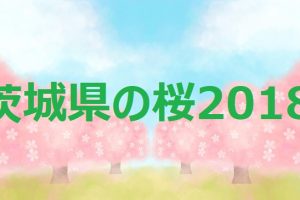 福岡堰の桜18 開花状況 場所や屋台など 遊ぶところ